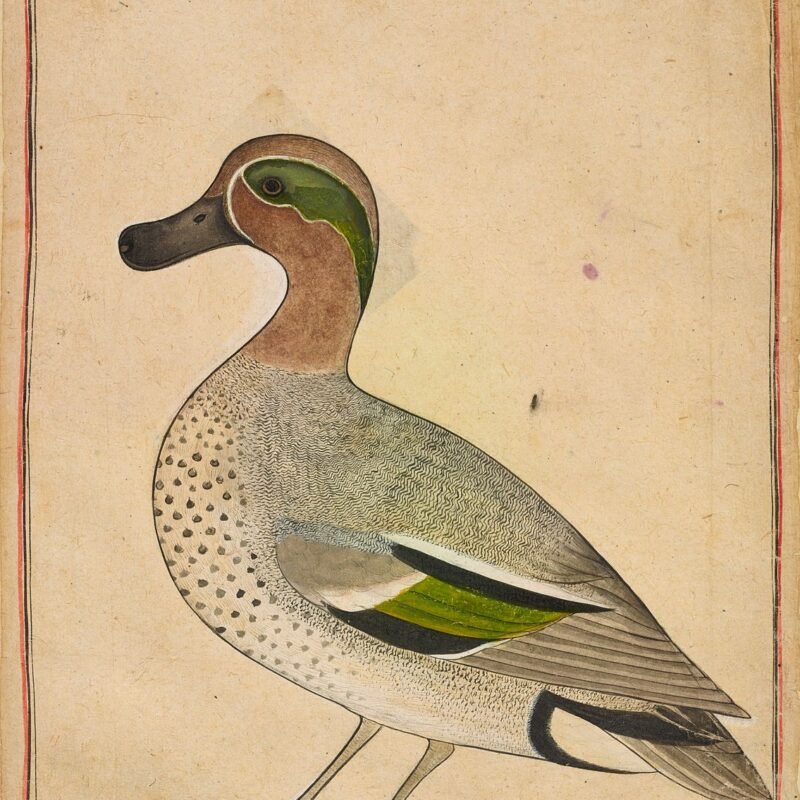 A Green-winged Teal
