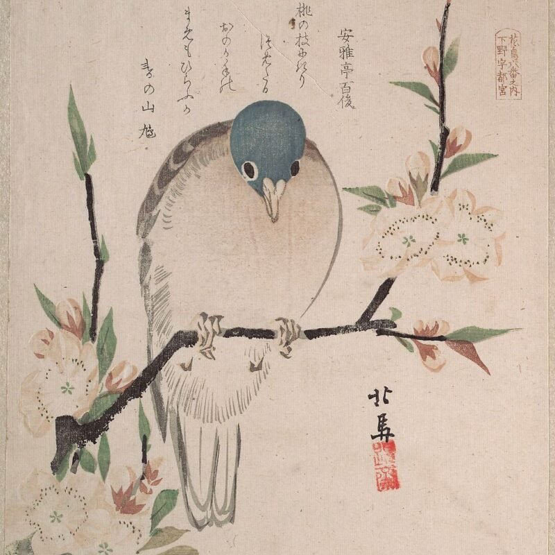 Mountain Dove and Peach Flowers