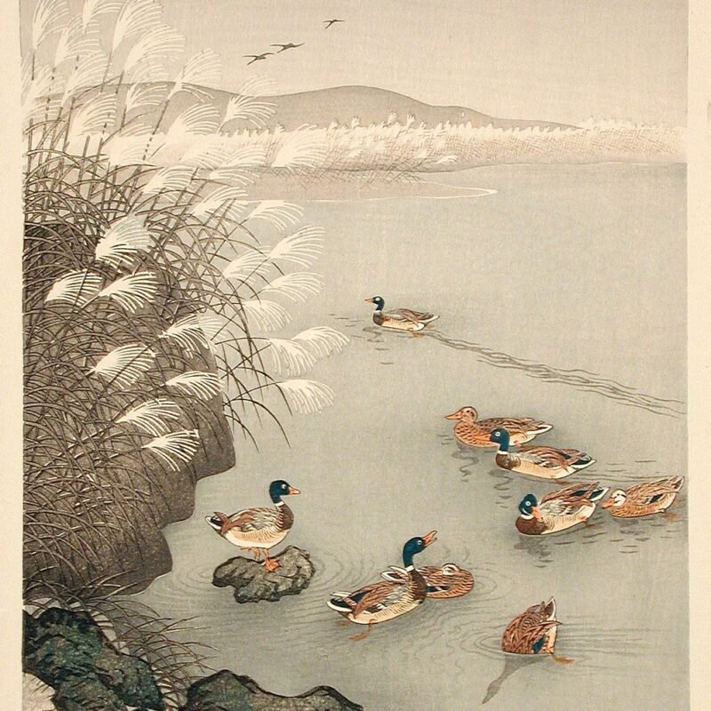Mallard Ducks Swimming by Pampas Grass by Ohara Shōson  More