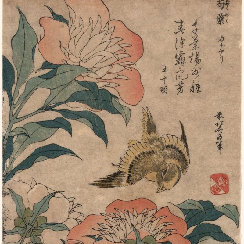 Peony and canary.Katsushika, Hokusai, 1760-1849, artist